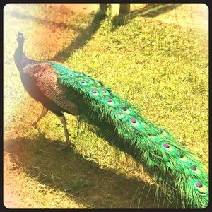 Meet your Posher, Jacqueline